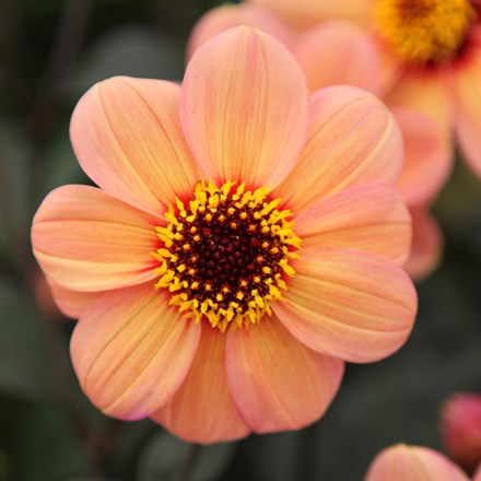 Dahlia Happy Single Kiss ('HS Kiss') (PBR) (Happy Single Series)