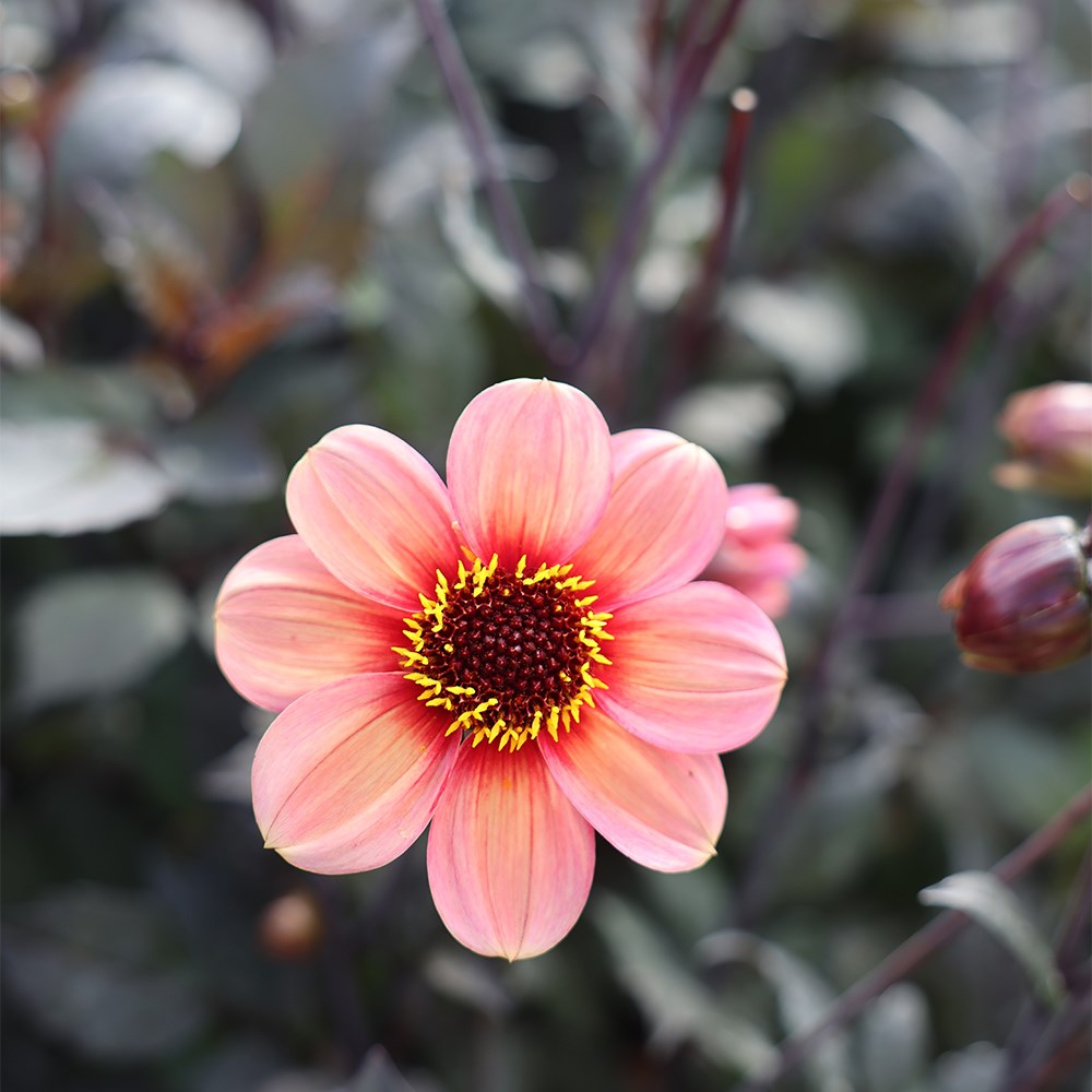 <i>Dahlia</i> <b class=small-caps>Happy Single Kiss</b> ('HS Kiss') (PBR) (Happy Single Series)