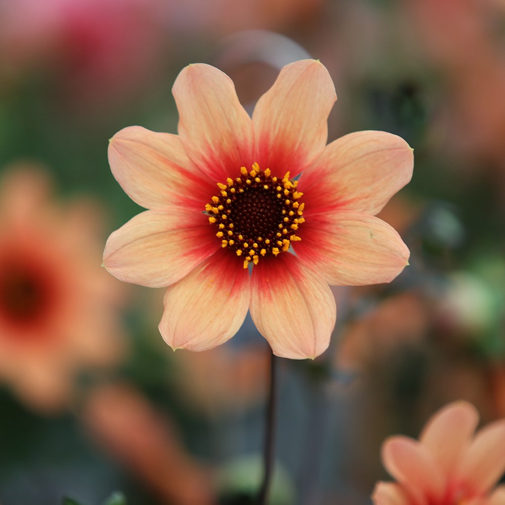 <i>Dahlia</i> <b class=small-caps>Happy Single Date</b> ('HS Date') (PBR) (Happy Single Series)