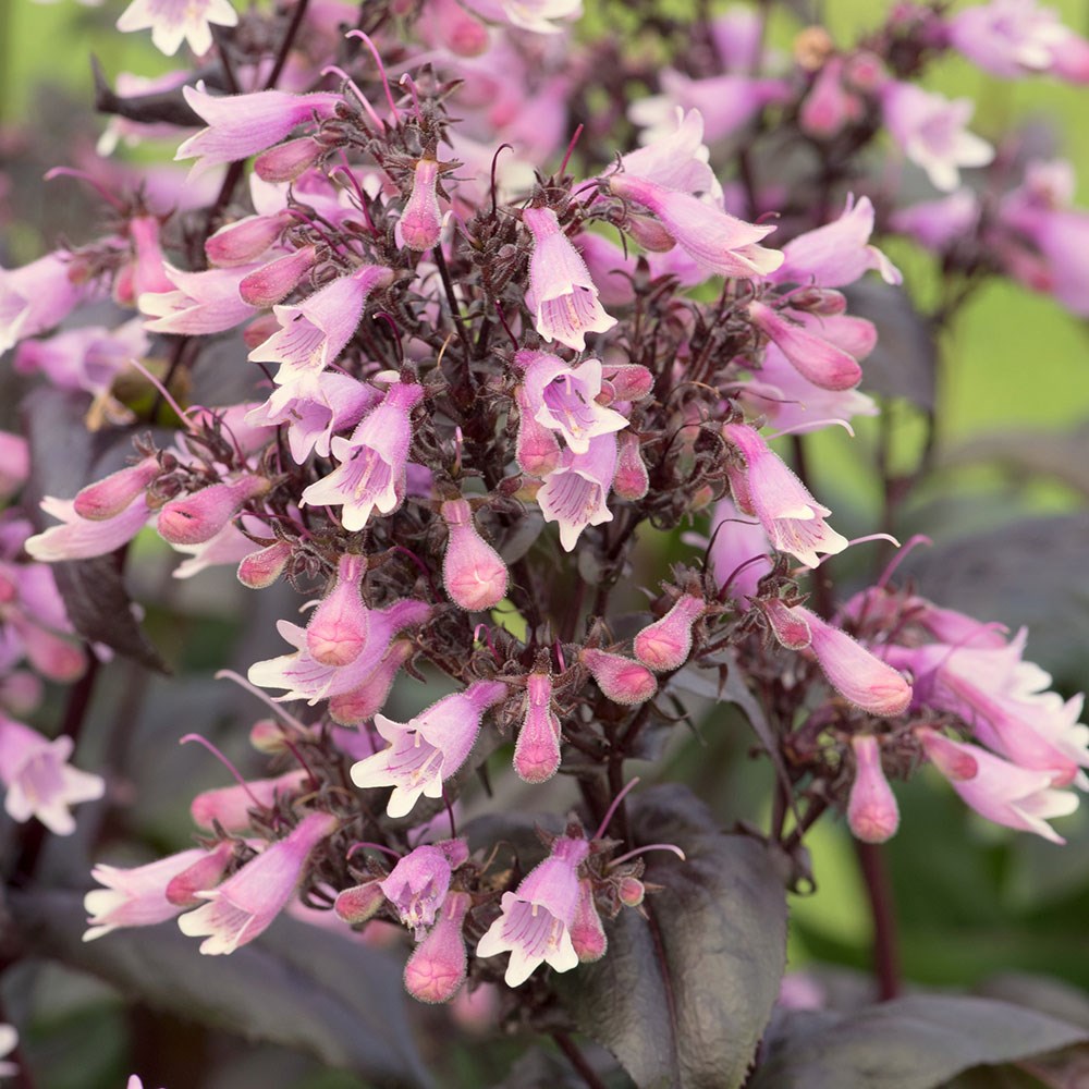 <i>Penstemon digitalis</I> <b class=small-caps>Dakota Burgundy</B> ('Tnpendb') (PBR) (Dakota Series)