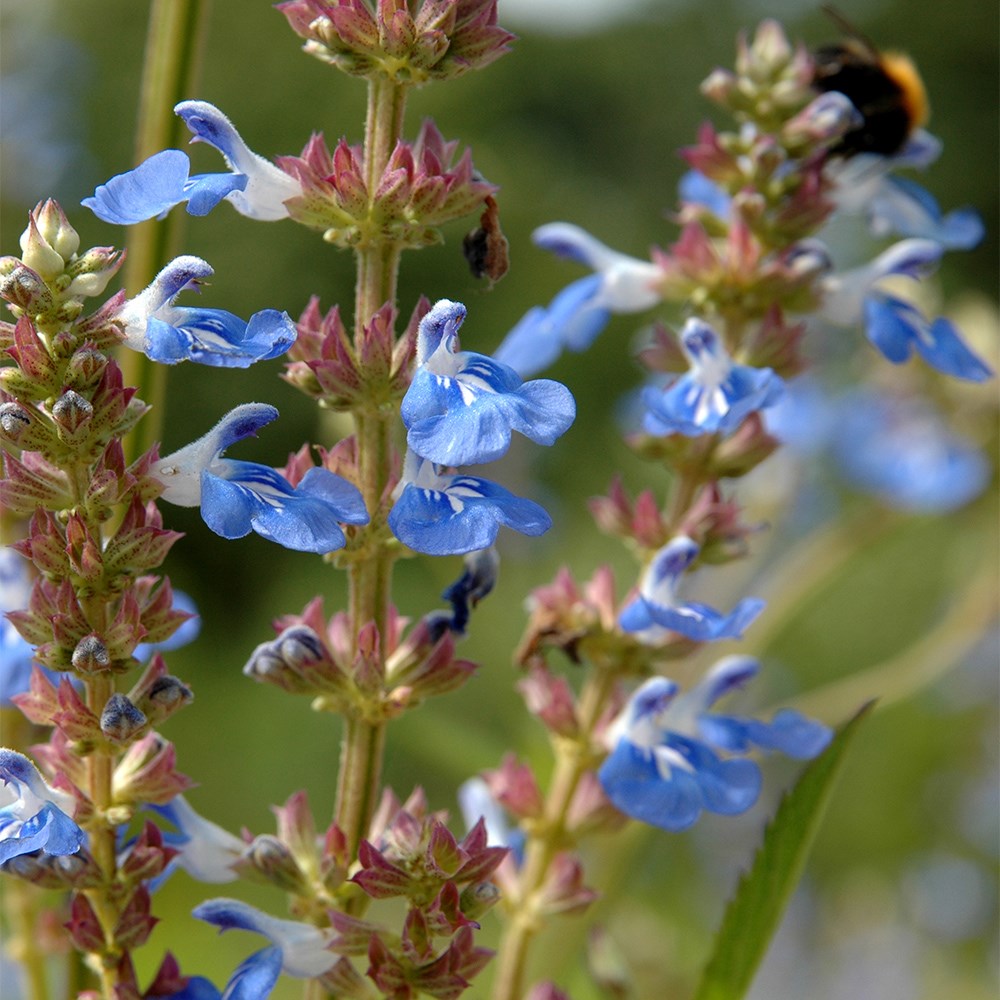 <i>Salvia uliginosa</i> 