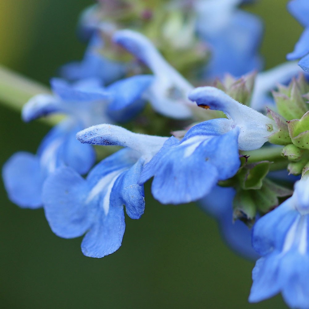 <i>Salvia uliginosa</i> 