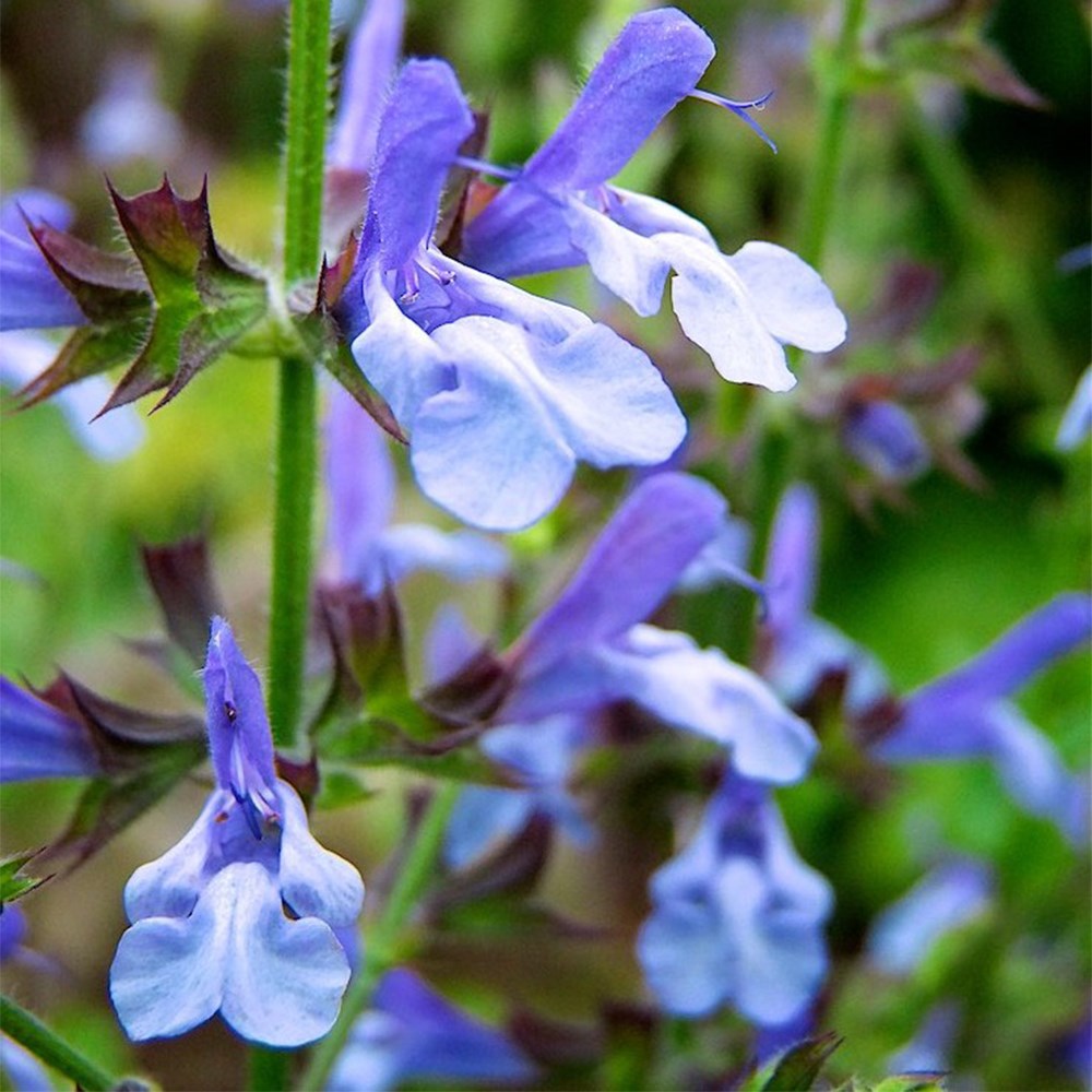 <i>Salvia uliginosa</i> 