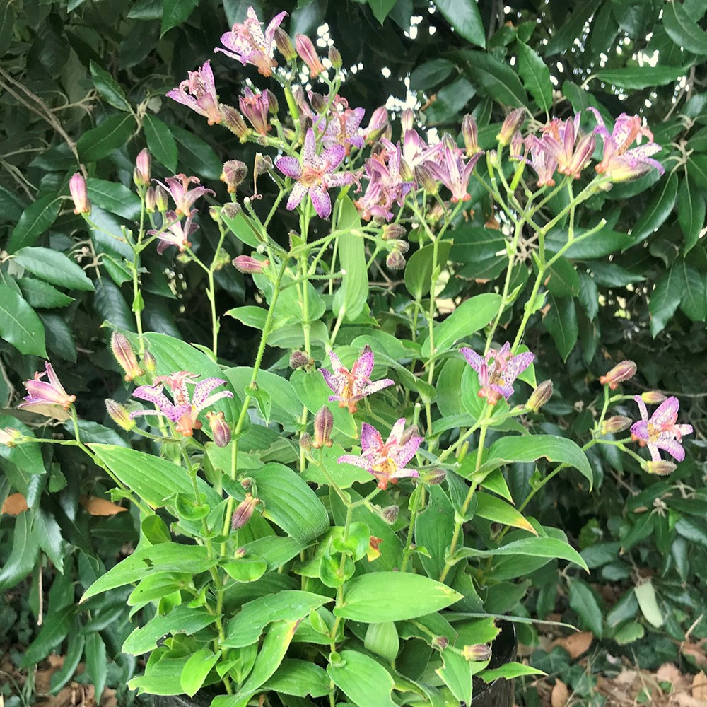 <i>Tricyrtis hirta</i> 'Akachan Daisy'
