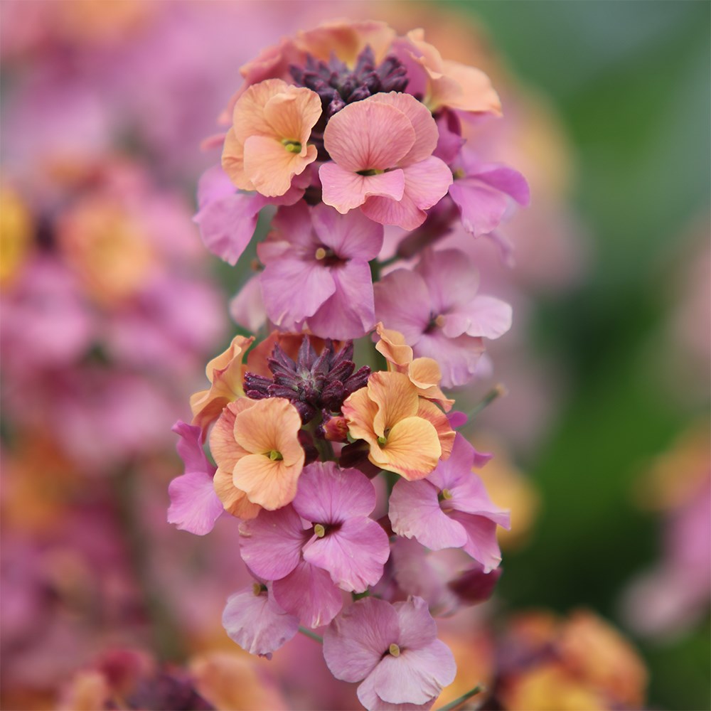 <i>Erysimum</i> 'Pastel Patchwork'