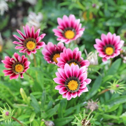 Gazania Christopher Lloyd