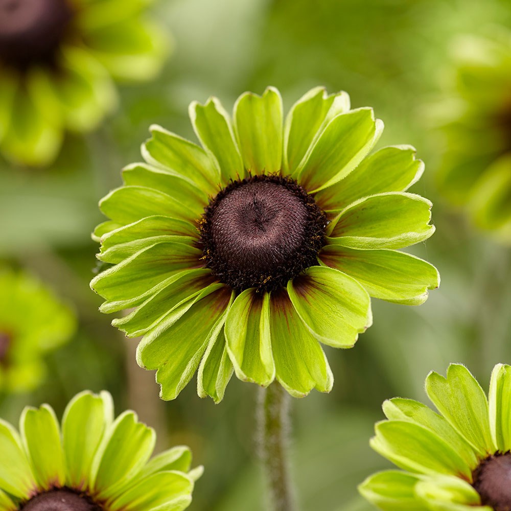 <i>Rudbeckia hirta</i> 'Enchanted Forest'
