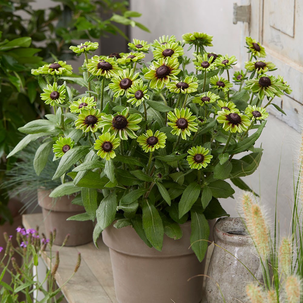 <i>Rudbeckia hirta</i> 'Enchanted Forest'
