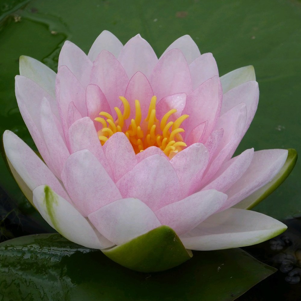 <i>Nymphaea</i> 'Madame Wilfon Gonnère'