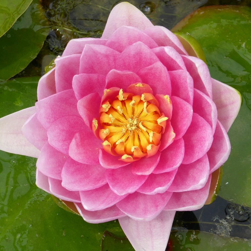 <i>Nymphaea</i> 'Madame Wilfon Gonnère'