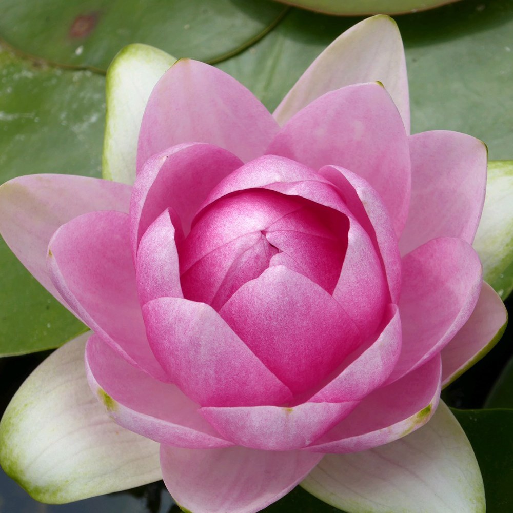 <i>Nymphaea</i> 'Madame Wilfon Gonnère'