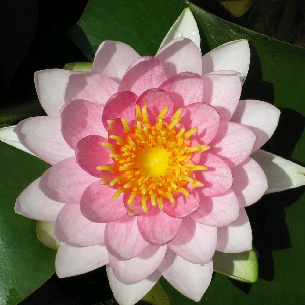 <i>Nymphaea</i> 'Madame Wilfon Gonnère'