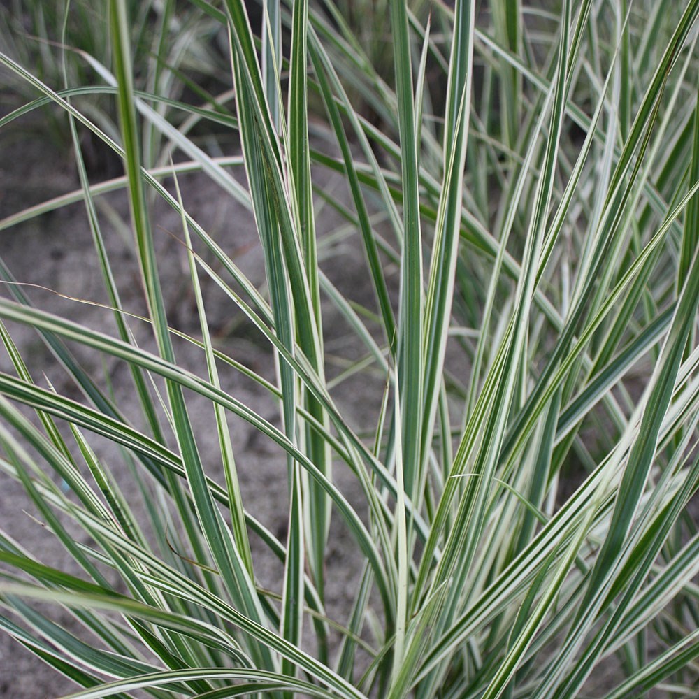 <i>Calamagrostis</i> ×  <i>acutiflora</i> 'Overdam'