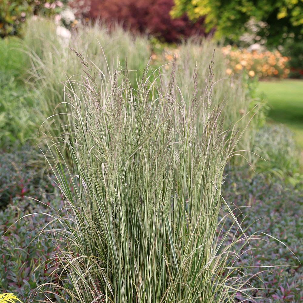 <i>Calamagrostis</i> ×  <i>acutiflora</i> 'Overdam'