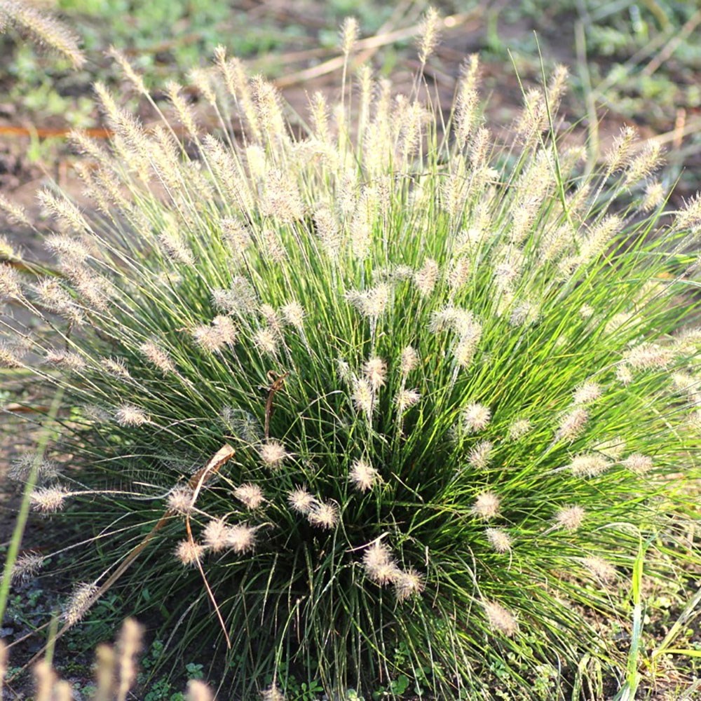 <i>Pennisetum alopecuroides</i> 'Little Bunny'