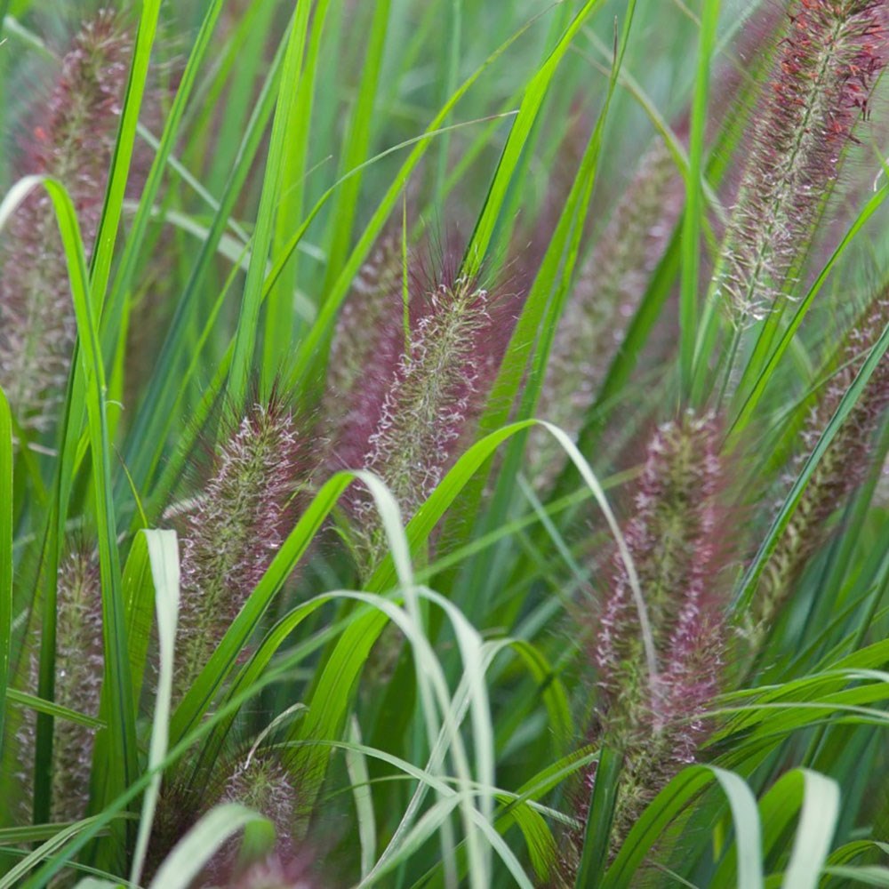 <i>Pennisetum alopecuroides</i> 'Red Head'