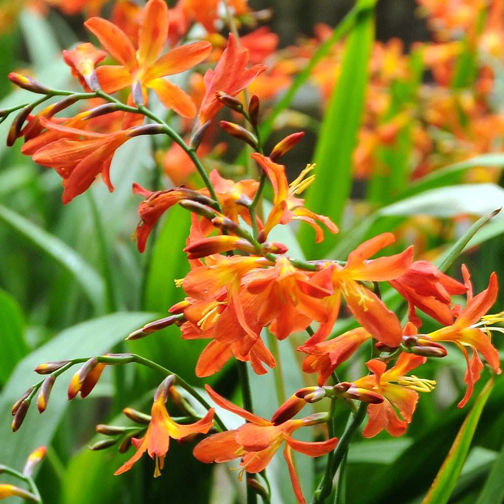<i>Crocosmia</i> × <i>crocosmiiflora</i> 'Carmin Brillant'