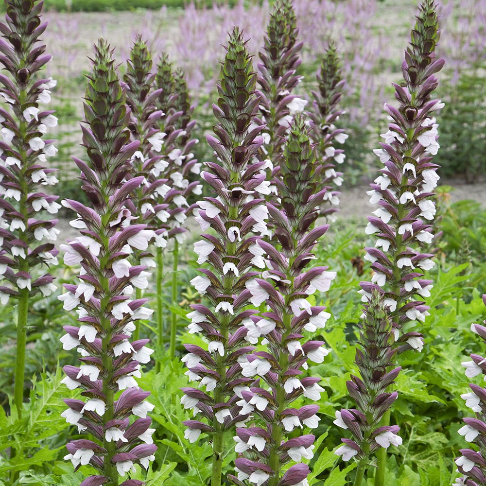 <i>Acanthus hungaricus</i> 'White Lips'
