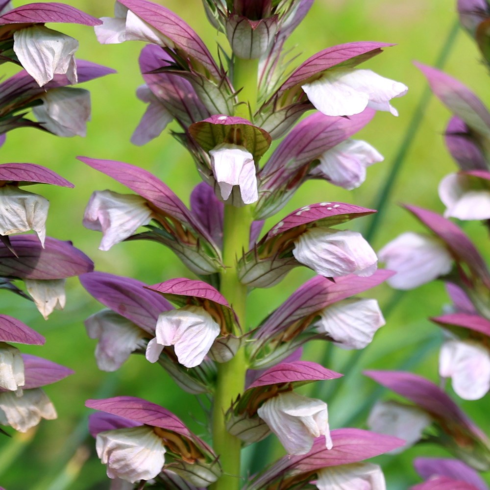 <i>Acanthus hungaricus</i> 'White Lips'