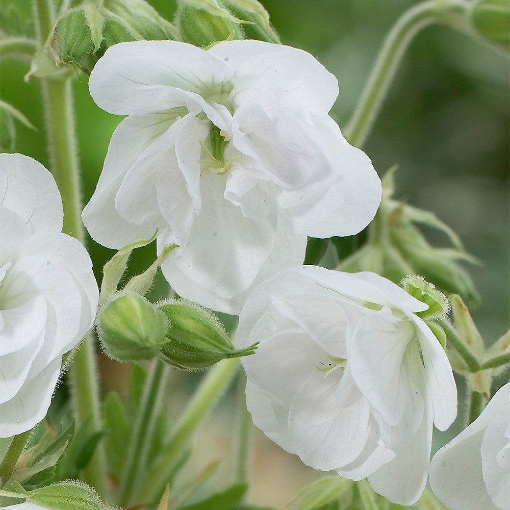 <i>Geranium pratense</i> var. <i>pratense</i> f. <i>albiflorum</i> 'Laura' (PBR)