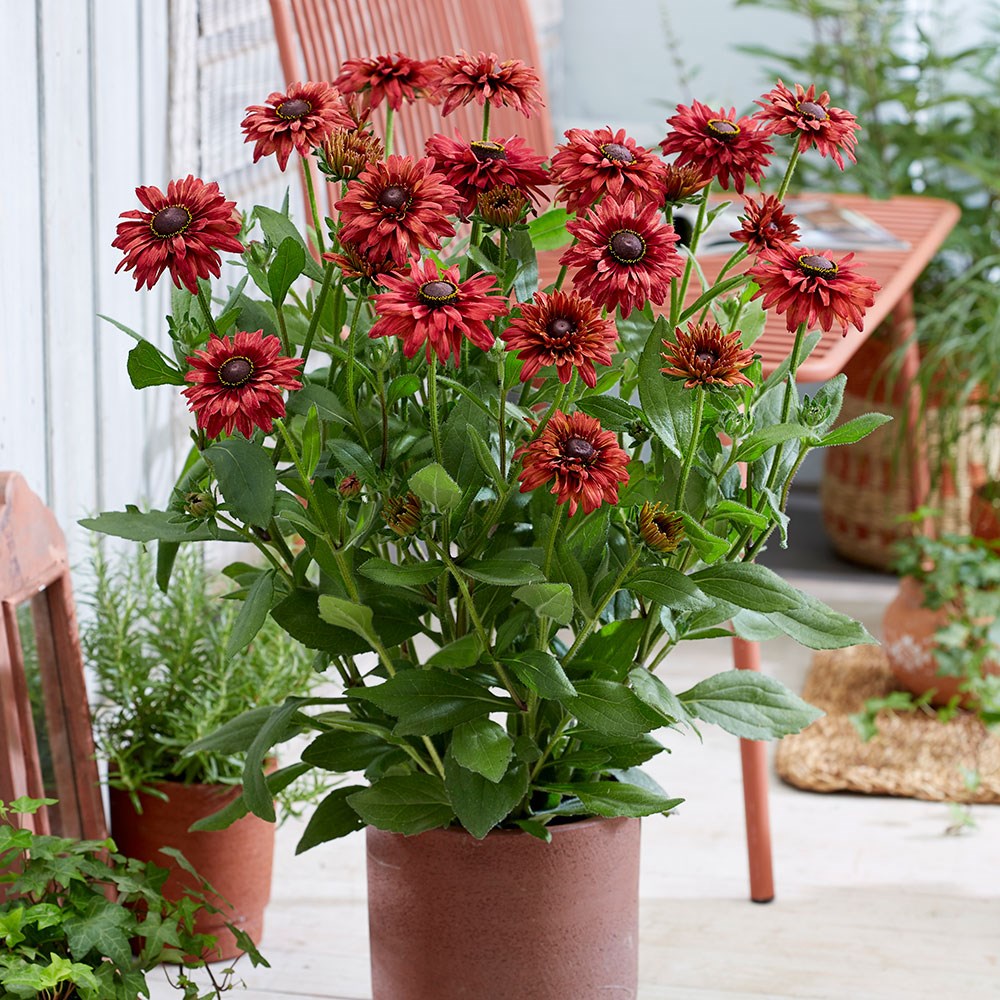 <i>Rudbeckia hirta</i> 'Enchanted Ruby Crush'
