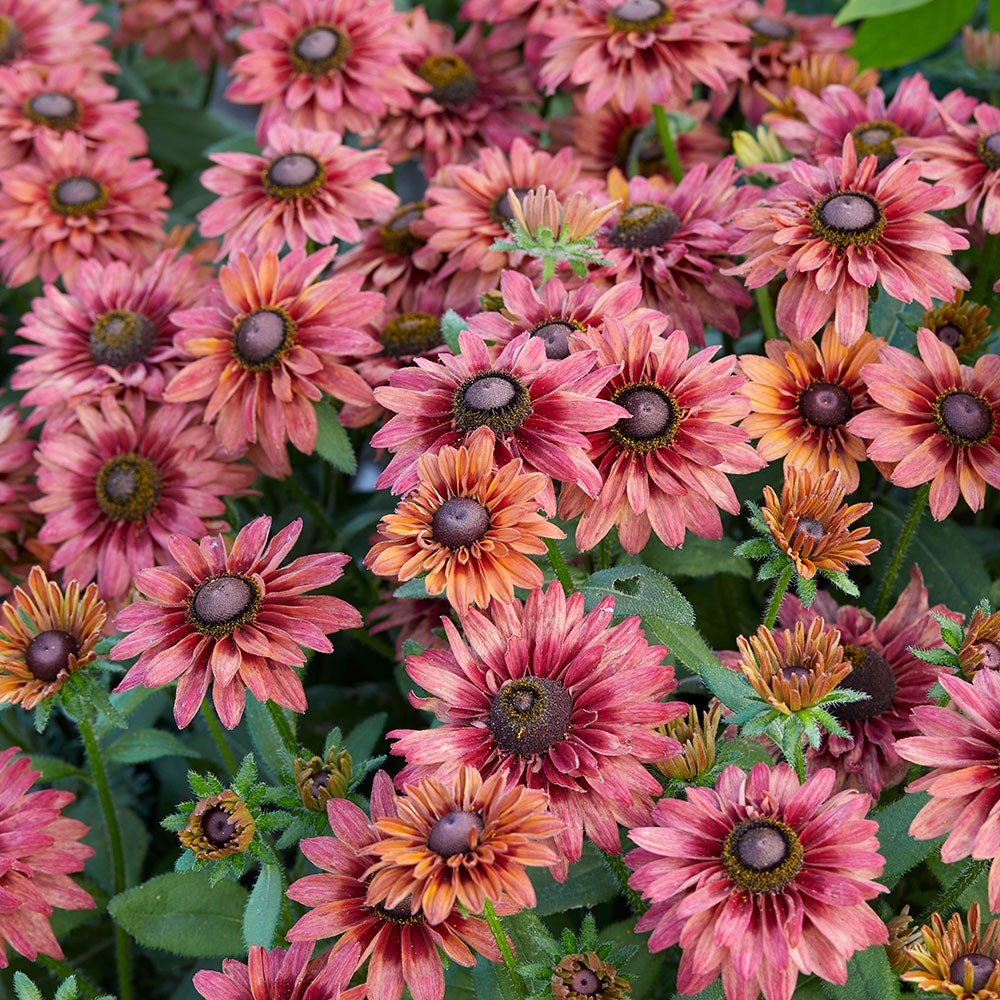 <i>Rudbeckia hirta</i> 'Enchanted Ruby Crush'