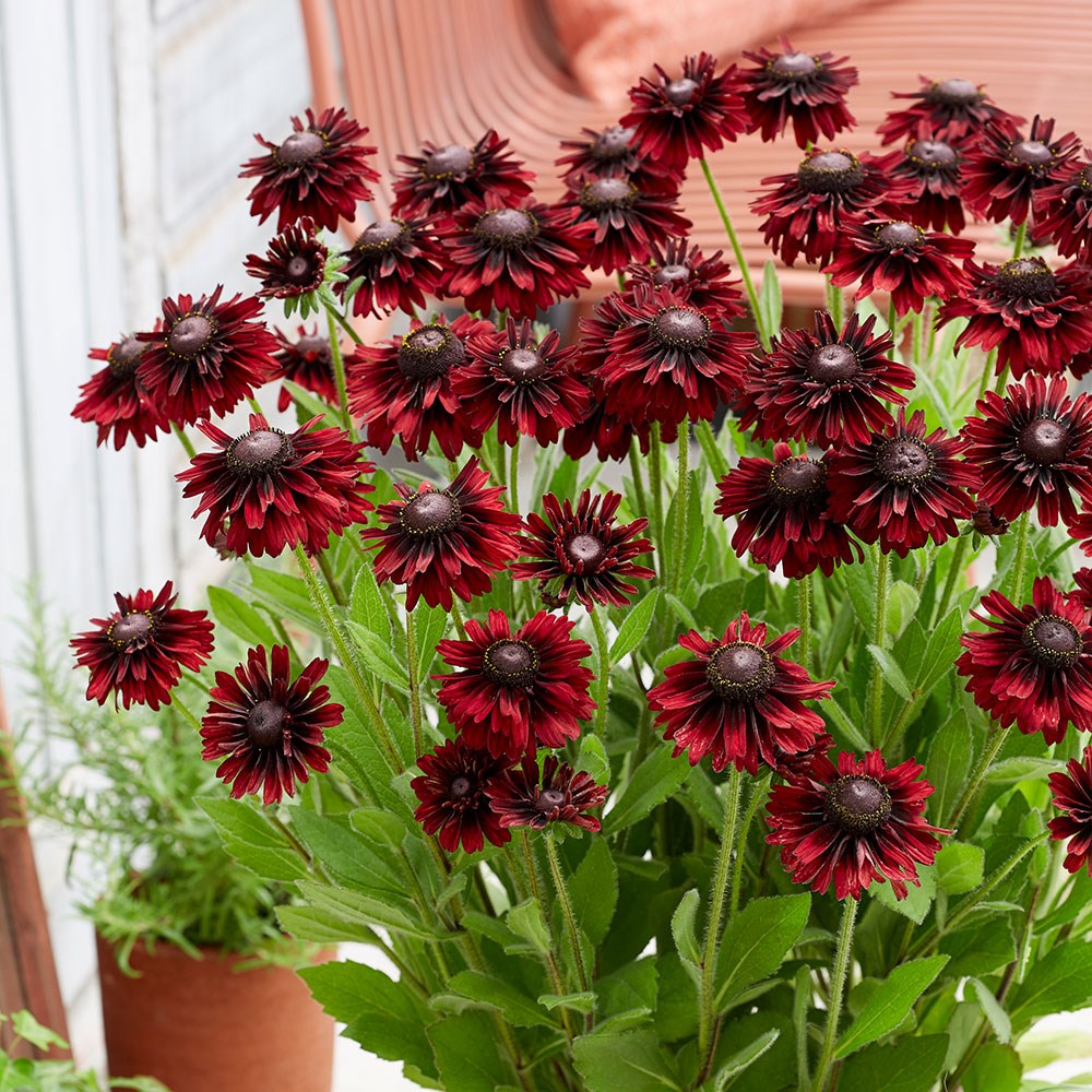 <i>Rudbeckia hirta</i> 'Enchanted Velvet Flame'