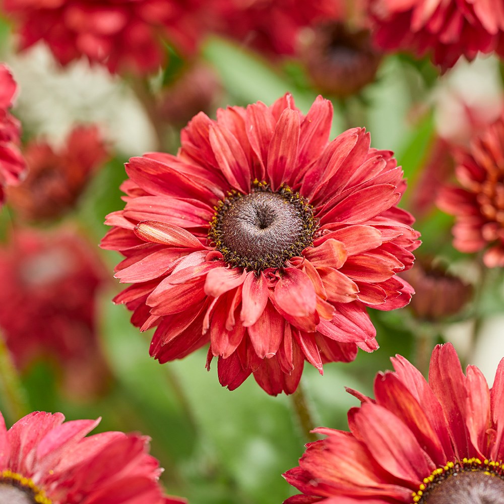 <i>Rudbeckia hirta</i> 'Enchanted Romance'