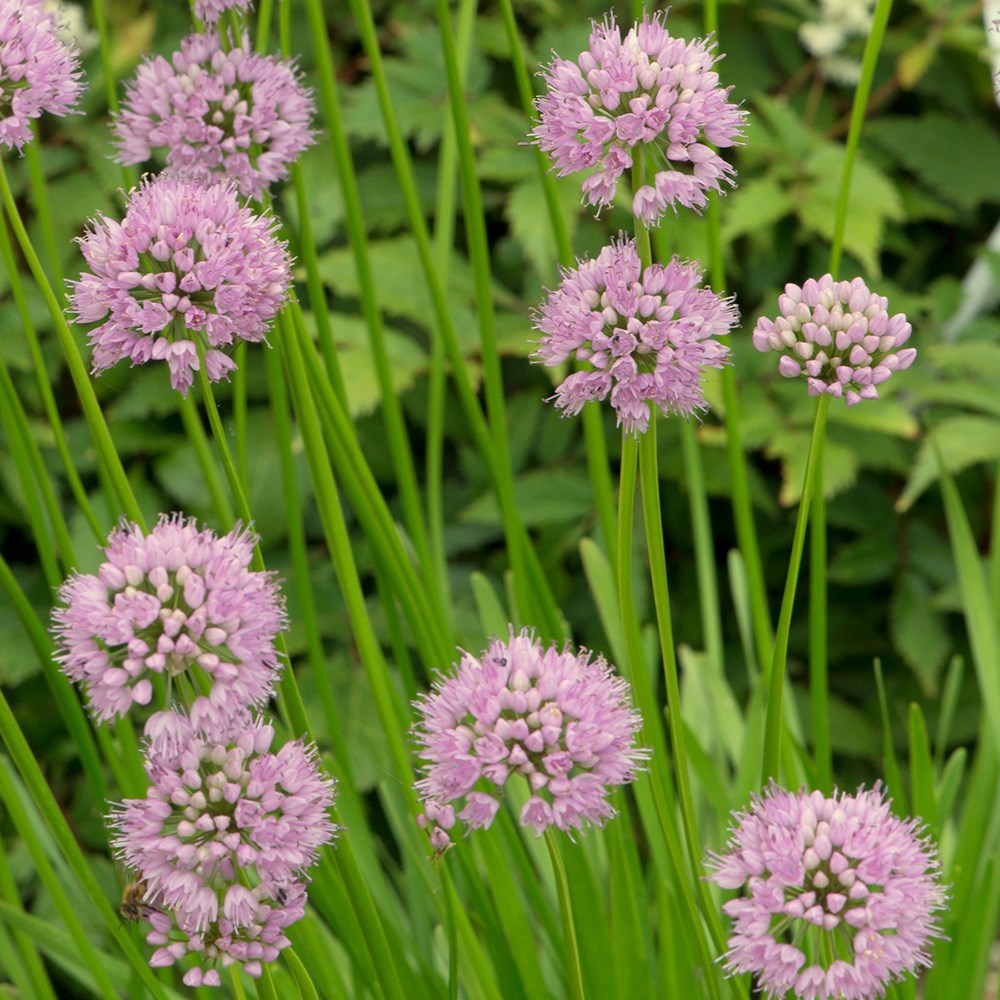 <i>Allium angulosum</i> 'Summer Beauty'