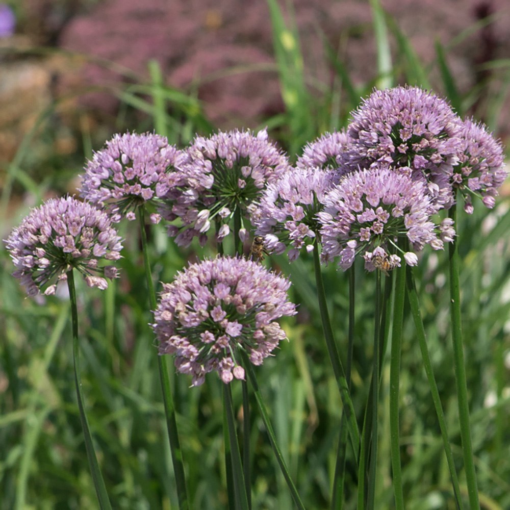 <i>Allium angulosum</i> 'Summer Beauty'