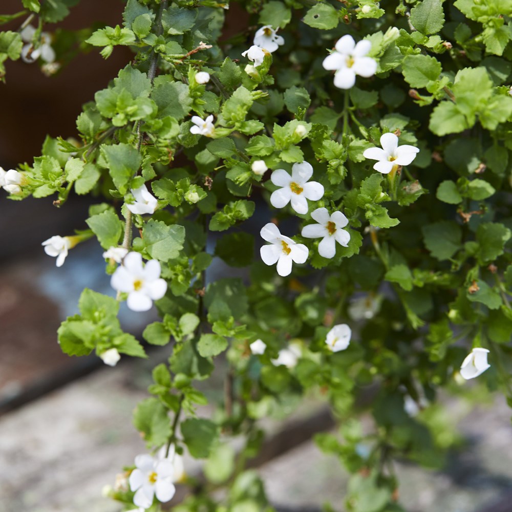bacopa 'Snowflake'