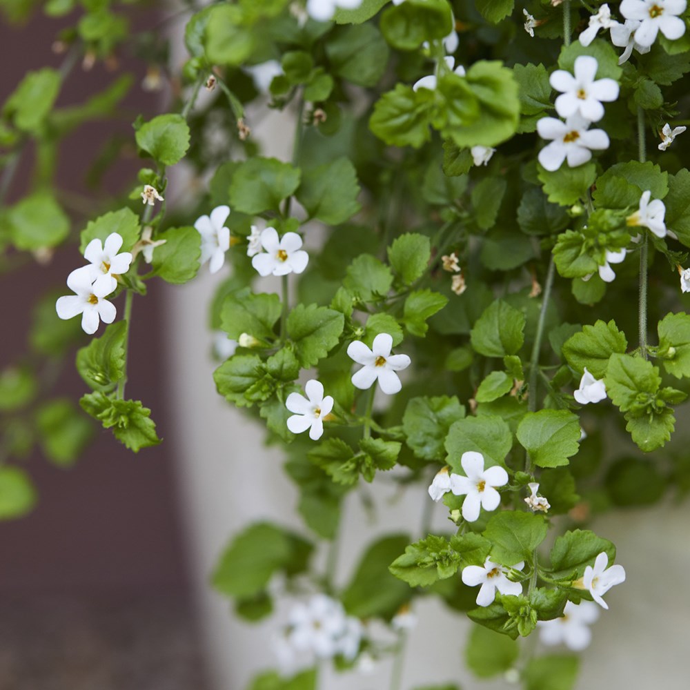 bacopa 'Snowflake'
