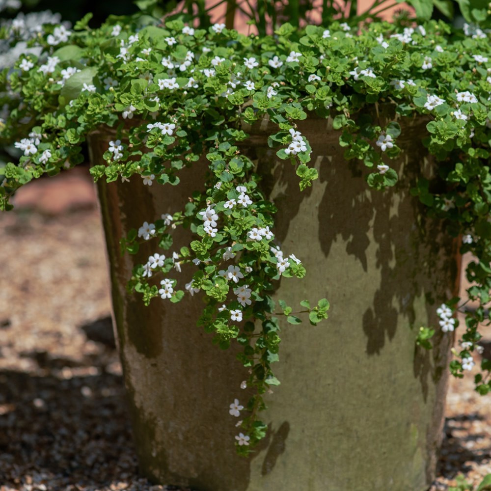 bacopa 'Snowflake'