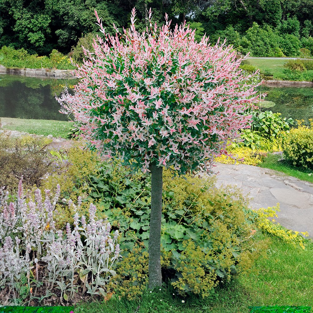 <i>Salix integra</i> 'Flamingo' (PBR)