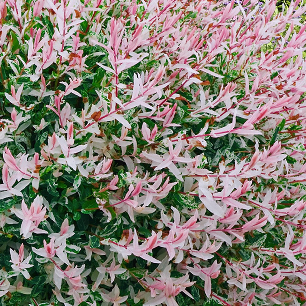 <i>Salix integra</i> 'Flamingo' (PBR)