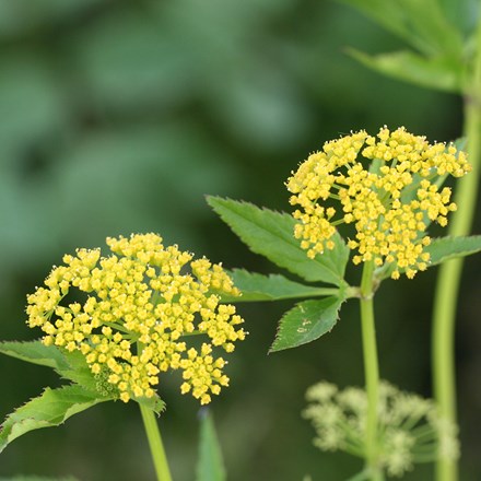 Zizia aurea