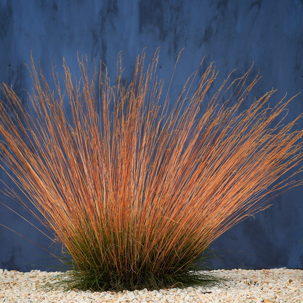 <i>Festuca glauca</i> <b class=small-caps>Sunrise</b> ('Miedzianobrody') (PBR)