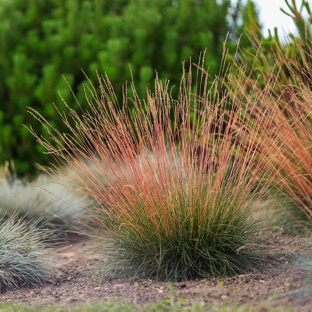 <i>Festuca glauca</i> <b class=small-caps>Sunrise</b> ('Miedzianobrody') (PBR)