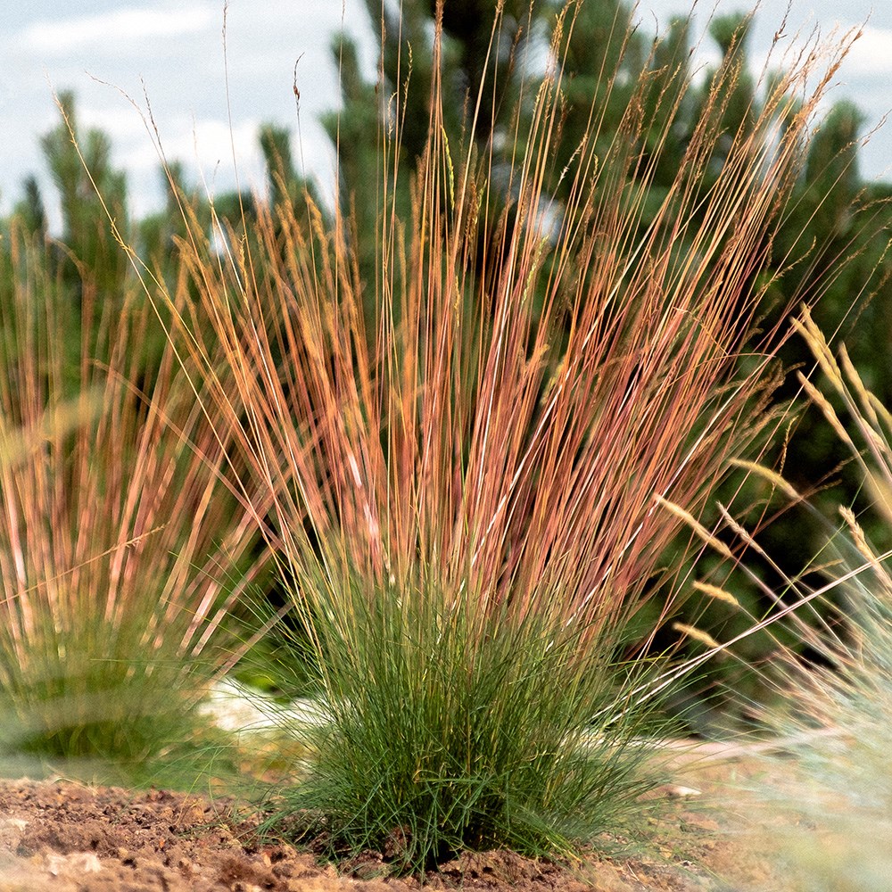 <i>Festuca glauca</i> <b class=small-caps>Sunrise</b> ('Miedzianobrody') (PBR)