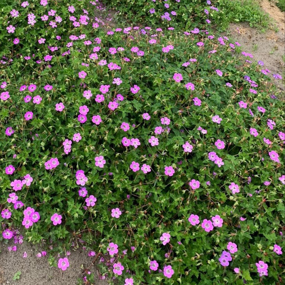 <I>Geranium wallichianum</I> 'Kelly Anne' (PBR)