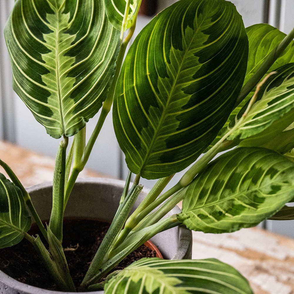 <i>Maranta leuconeura</i> var. <i>erythroneura</i> 'Lemon Lime'