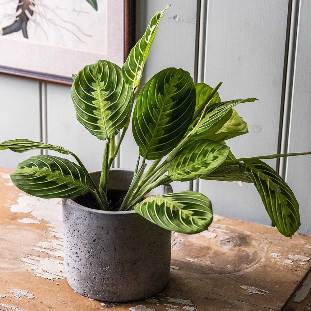 <i>Maranta leuconeura</i> var. <i>erythroneura</i> 'Lemon Lime'