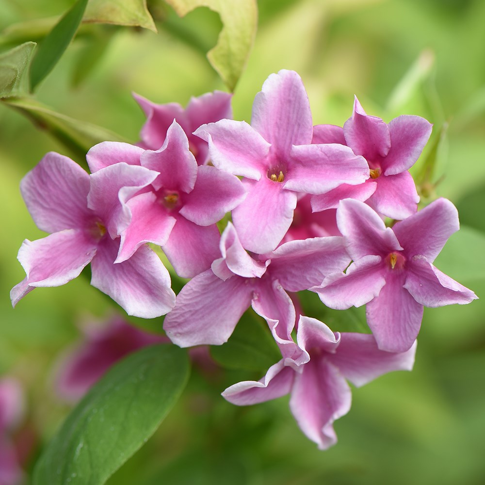 <i>Jasminum</i> × <i>stephanense</i> <b class=small-caps>Starry Starry Summer Scent</b> ('Ganmin 1701')