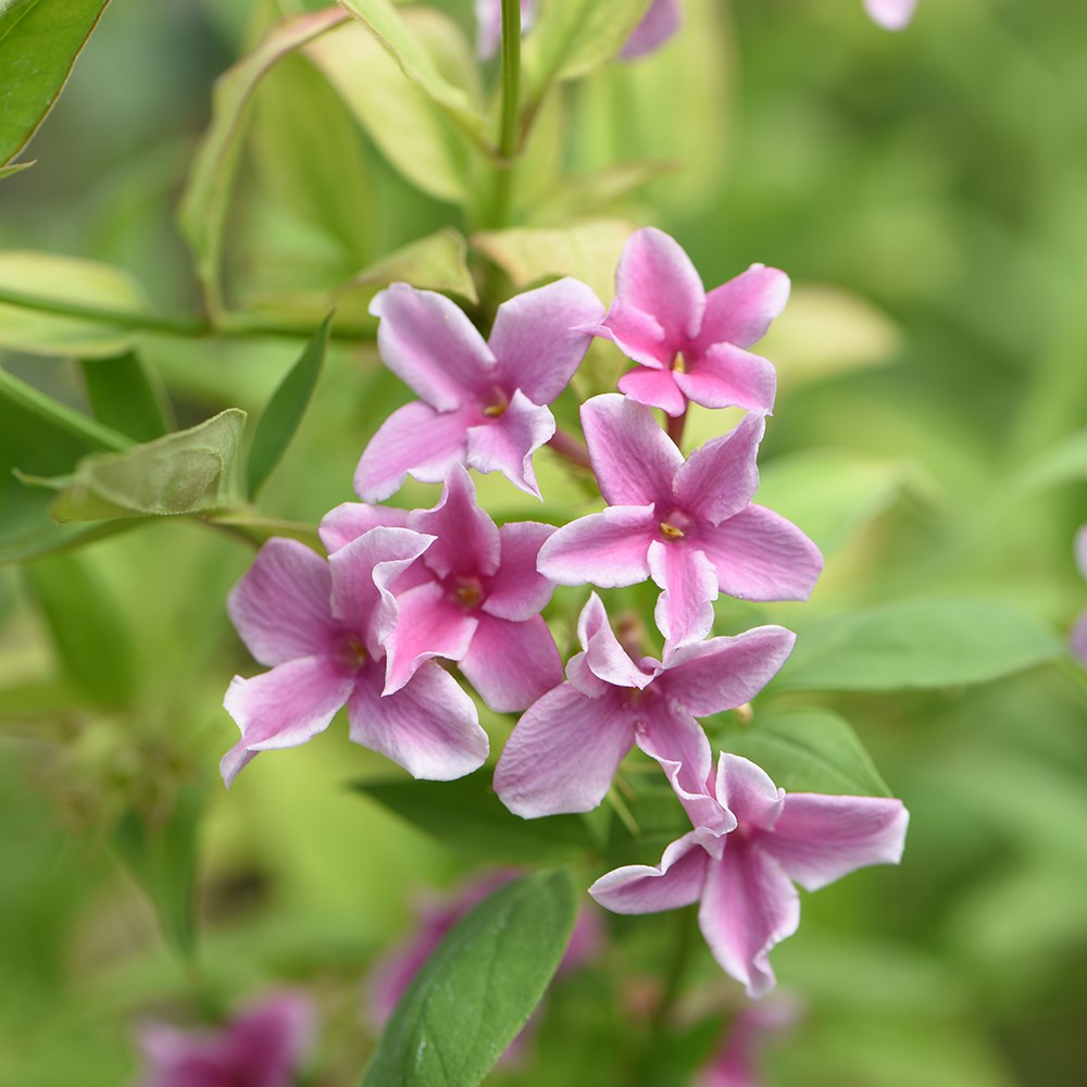 <i>Jasminum</i> × <i>stephanense</i> <b class=small-caps>Starry Starry Summer Scent</b> ('Ganmin 1701')