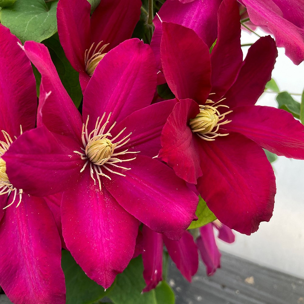 Buy clematis integrifolia (group 3) Clematis Issey ('Evipo081