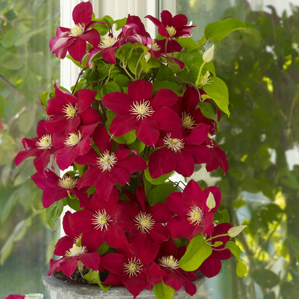 Buy clematis integrifolia (group 3) Clematis Issey ('Evipo081