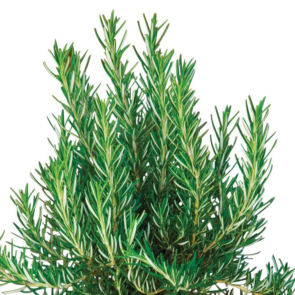 rosemary <i>Salvia rosmarinus</i> 'Tuscan Blue'