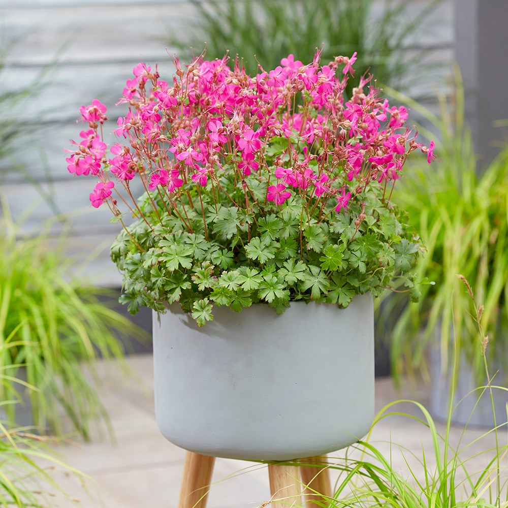 <i>Geranium</i> × <i>cantabrigiense</i> <b class=small-caps>Intense</b> (PBR)