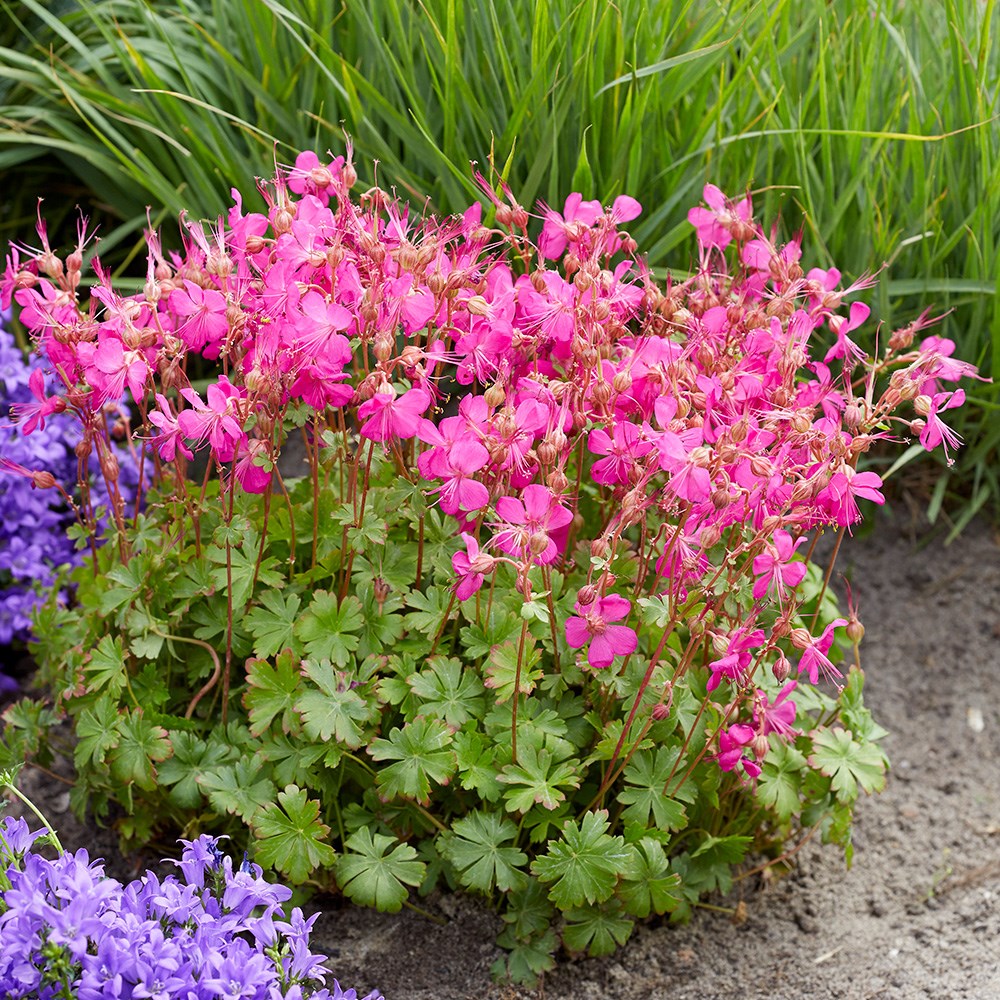 <i>Geranium</i> × <i>cantabrigiense</i> <b class=small-caps>Intense</b> (PBR)