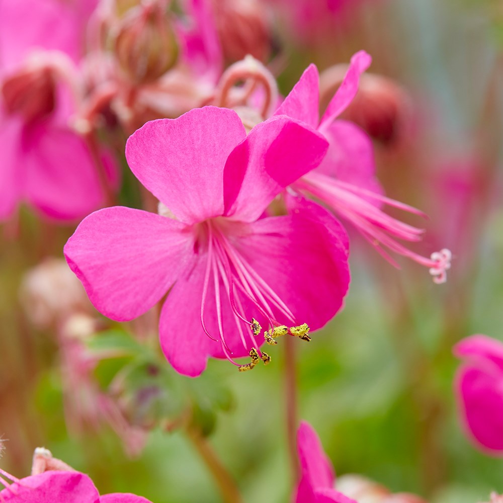 <i>Geranium</i> × <i>cantabrigiense</i> <b class=small-caps>Intense</b> (PBR)